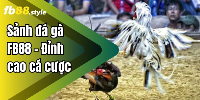 Đá Gà FB88 – Nền Tảng Phát Sóng Trực Tiếp Uy Tín Số 1 Châu Á 1 Sảnh đá gà FB88 – Đỉnh cao cá cược